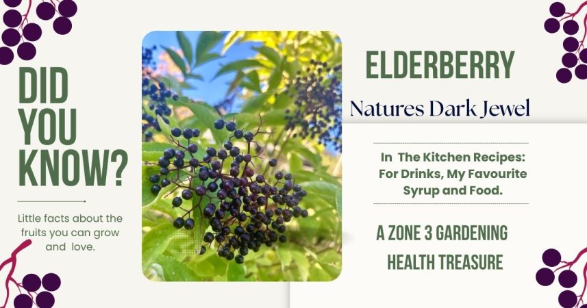 Elderberry blog