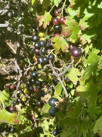 blackcurrent
