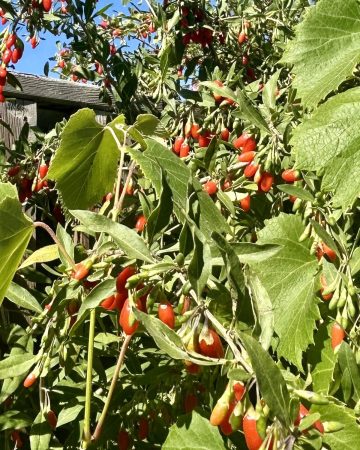 goji berries 2026