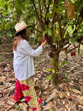 picking cacao
